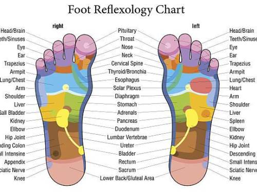 Foot reflexology chart with accurate description of the corresponding internal organs and body parts. Vector illustration over white background.